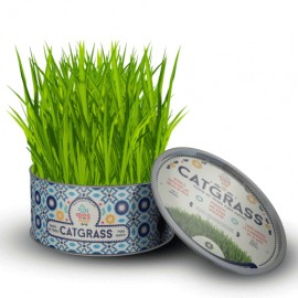 Catgrass-MascotaRocky- Catálogo Pet Markt